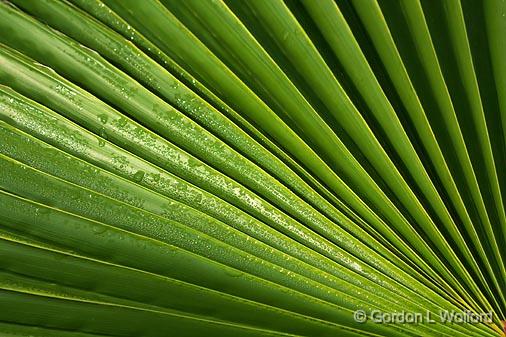 Dewy Palmetto Frond_28065.jpg - Photographed near Port Lavaca, Texas, USA.